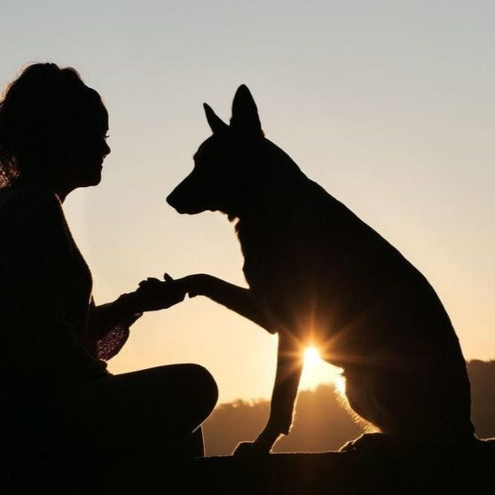 Animal Communication